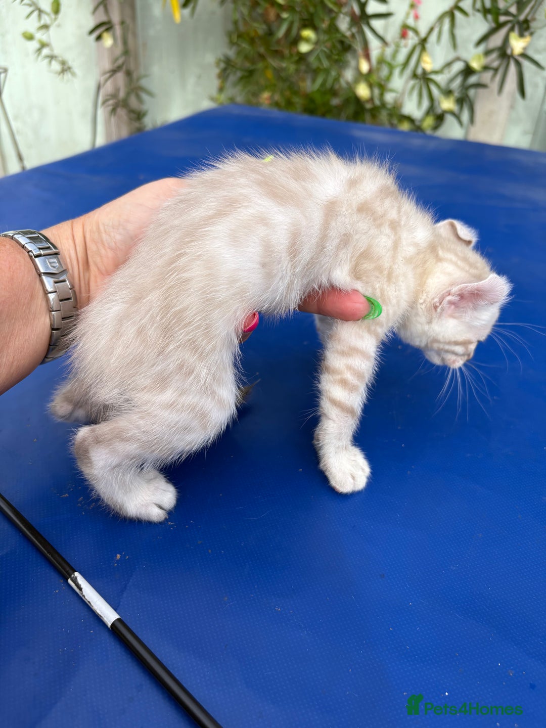 Keetso cats for sale: Gob smacking curled eared polydactyl male  - Image 25