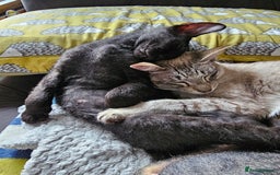 Sphynx cats for sale: Sphynx x Siamese kittens - Image 10