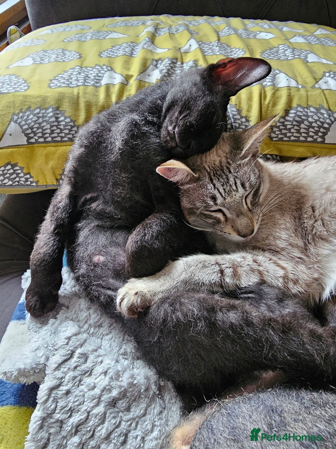 Sphynx cats for sale: Sphynx x Siamese kittens - Image 10