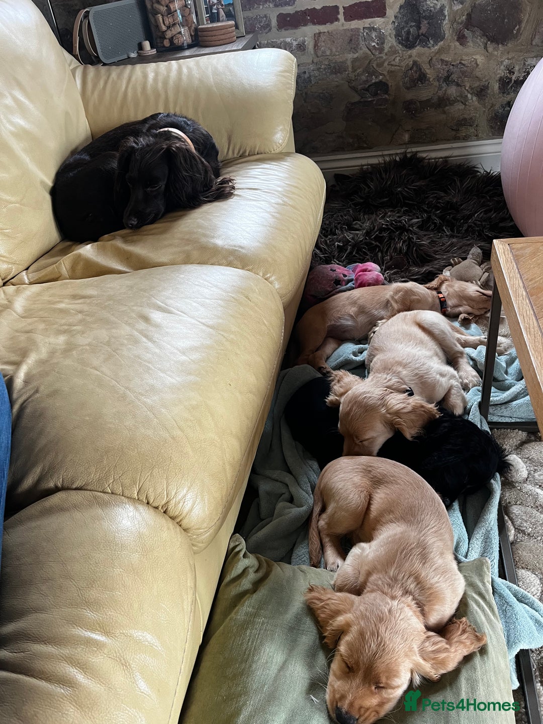Cocker Spaniel dogs for sale: Gorgeous KC Working Cocker Spaniel Puppy Available - Image 28