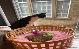 Mixed Breed cats for sale: Male kitten - Advert 16