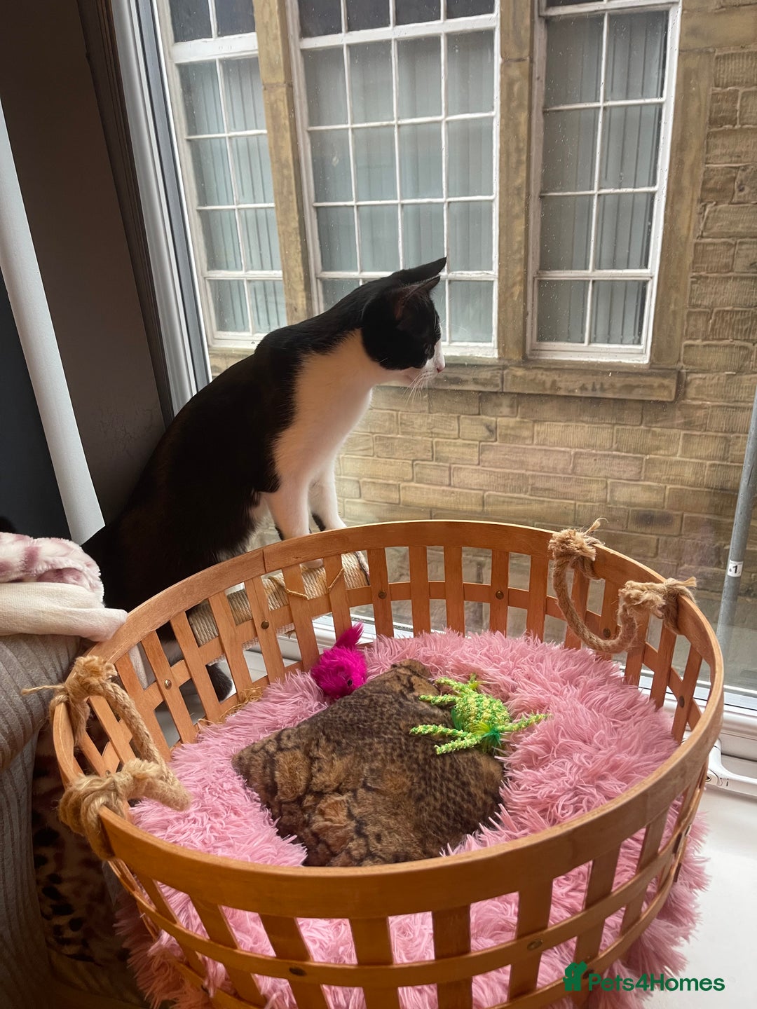 Mixed Breed cats for sale: Male kitten - Advert 16