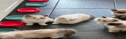 Ragdoll cats for sale: Beautiful Ragdoll kittens! Ready for new homes NOW - Advert 23