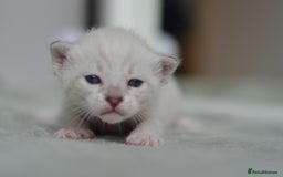 Siamese cats for stud: 🍫PROVEN CHOC POINT SIAMESE STUD🍫 - Image 7