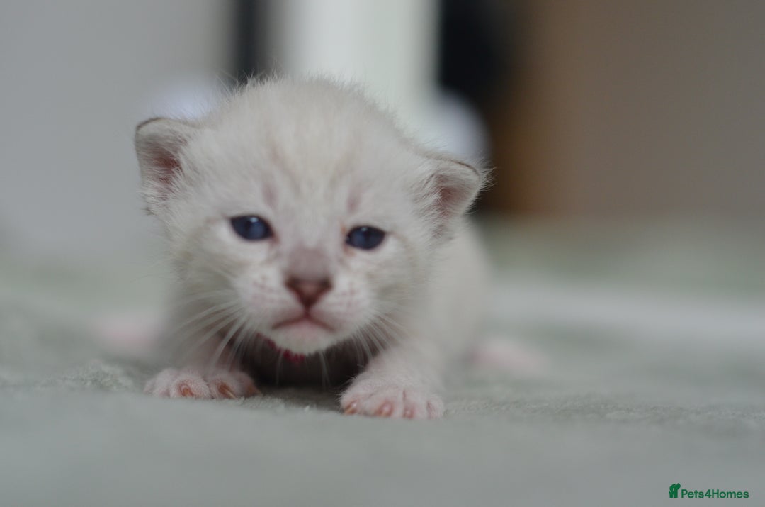 Siamese cats for stud: 🍫PROVEN CHOC POINT SIAMESE STUD🍫 - Image 7