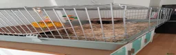 Guinea Pig rodents for sale: Two female guinea pigs. in Billingshurst - Advert 6