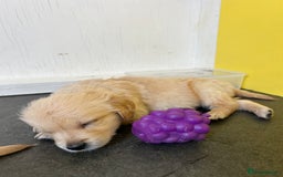 Golden Retriever dogs for sale: Golden retriever puppies for sale  - Image 9