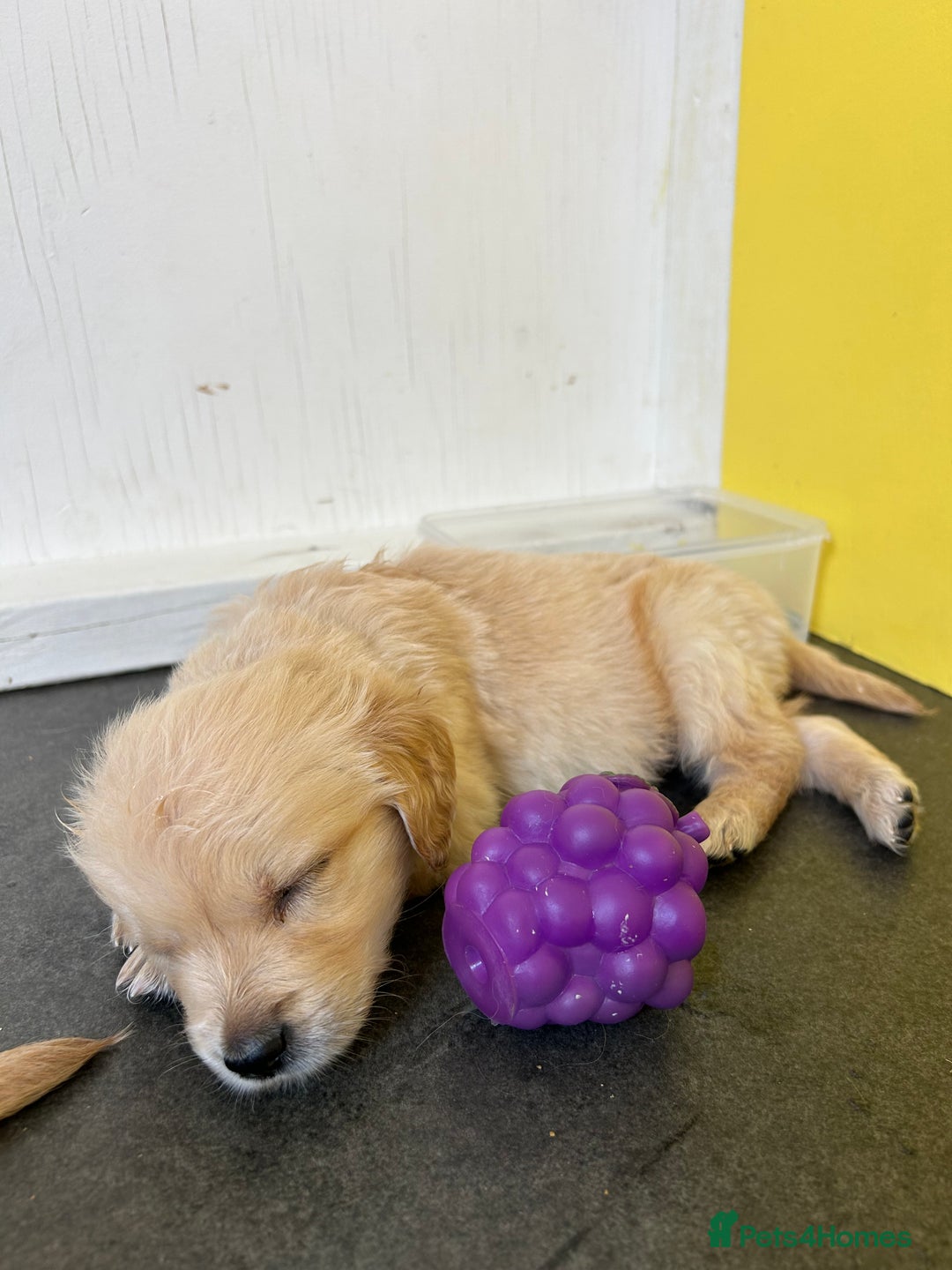 Golden Retriever dogs for sale: Golden retriever puppies for sale  - Image 9