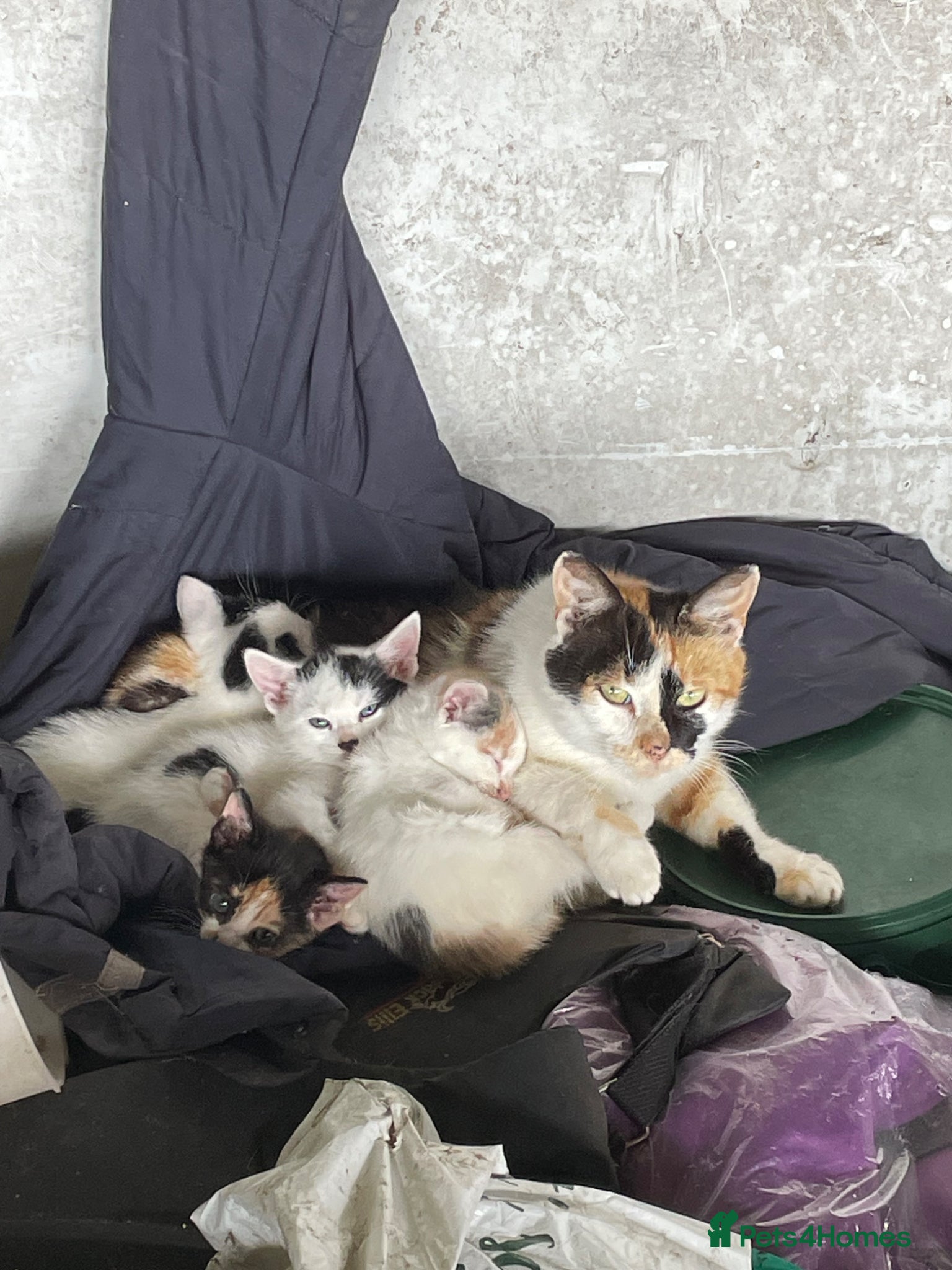 Mixed Breed cats Mixed coloured kittens available  - Advert 4