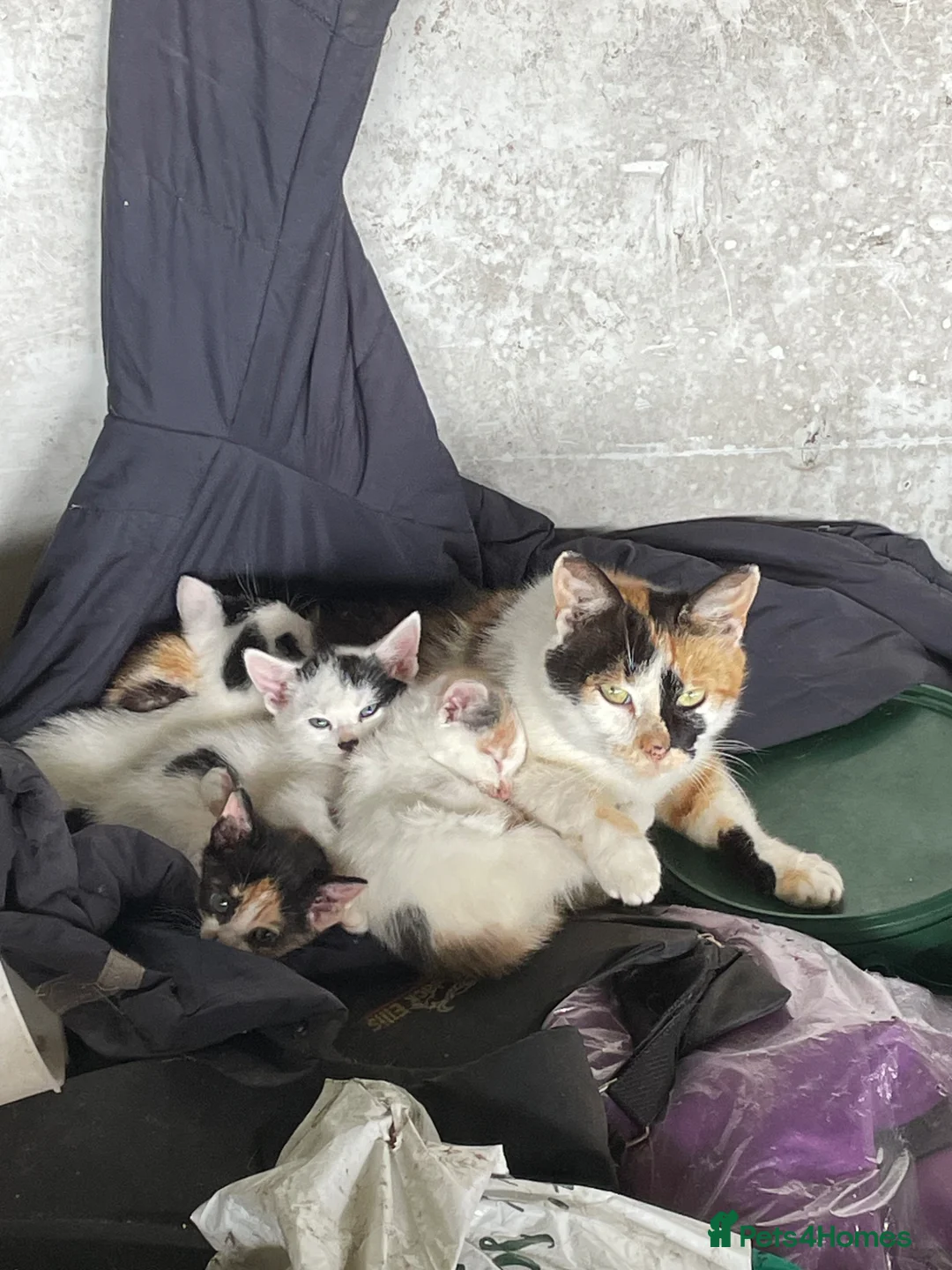 Mixed Breed cats for sale: Mixed coloured kittens available  - Advert 1