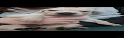 Golden Retriever dogs for sale: Golden Retriever pups looking for forever homes  - Advert 6
