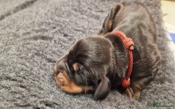 Dobermann dogs for sale: Top line doberman puppies - Image 17