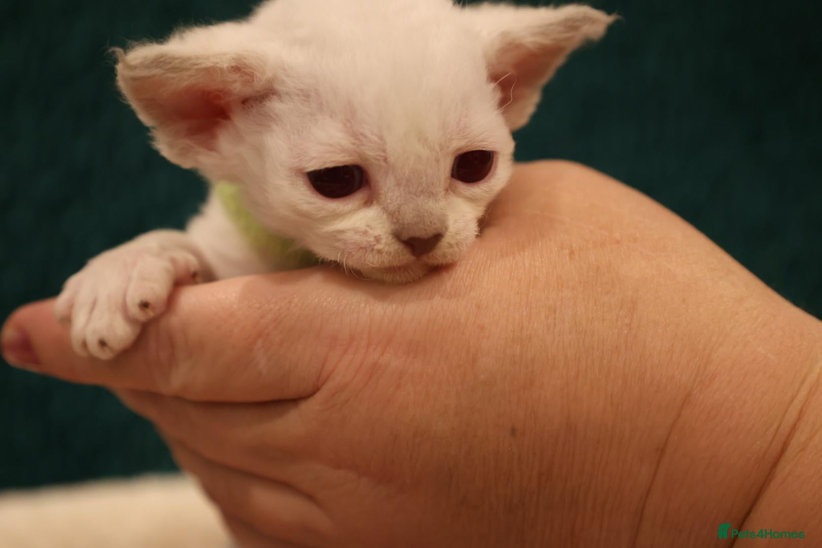 Devon Rex cats Devon rex kittens FIFE registered/spayed - Advert 1