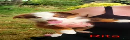 Miniature American Shepherd dogs for sale: Mini/Toy Australian Shepherd Pups Available now - Advert 5