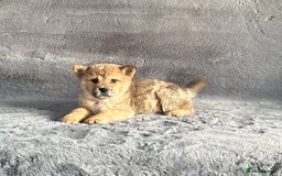 Siberian Husky dogs for sale: Stunning exotic colour chowsky puppies for sale  - Image 24