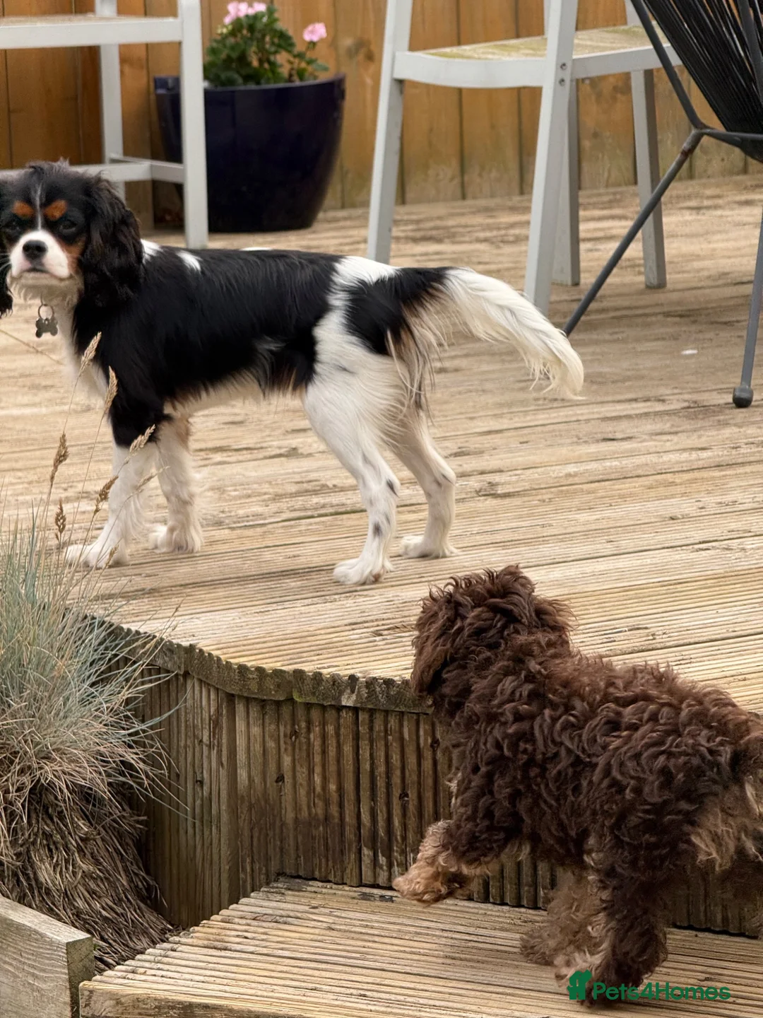 Cavalier King Charles Spaniel dogs for sale: KC Female Cavalier King Charles Spaniel 16 months  in Worksop - Advert 22