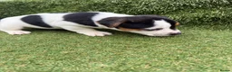 Jack Russell dogs for sale: Stunning Jack Russell‘s in Liskeard - Advert 10
