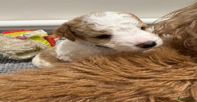 Double Doodle dogs - Advert 3