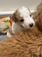 Double Doodle dogs - Advert 10