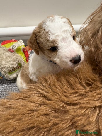 Double Doodle dogs - Advert 8