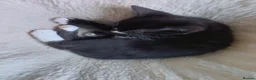 Mixed Breed cats for sale: House kittens  - Advert 3