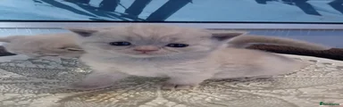 British Shorthair 2