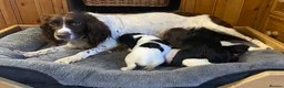 Sprocker dogs for sale: Superb litter of Sprocker Spaniels - Advert 3