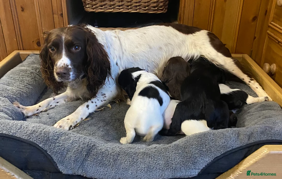 Sprocker dogs for sale: Superb litter of Sprocker Spaniels - Advert 3