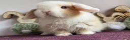 Mini Lop rabbits for sale: Mini lop boys and girls  - Advert 2