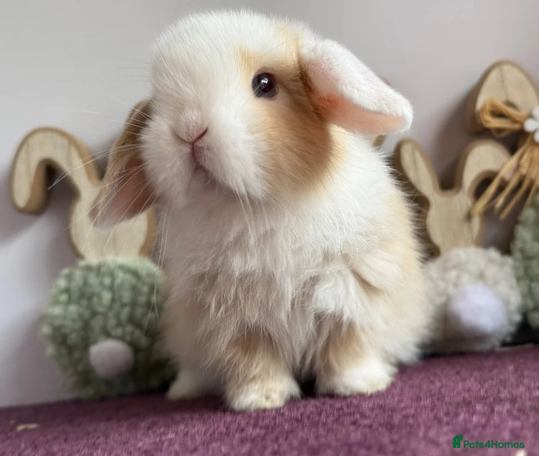 Mini Lop rabbits for sale: Mini lop boys and girls  - Advert 2
