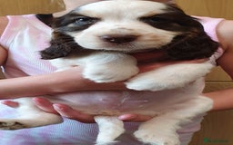 Cocker Spaniel dogs for stud: Chocolate Roan stud - Image 18