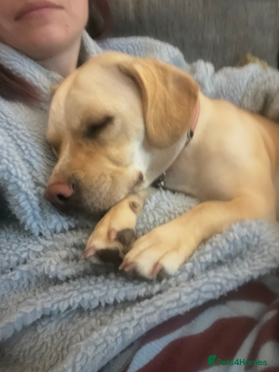 Mixed Breed dogs for sale: Bonnie  - Image 2