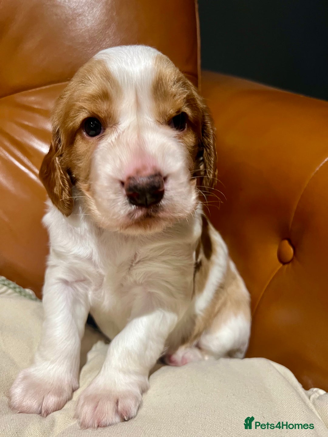 Welsh Springer Spaniel dogs for sale: 1 Girl remaining Fully Health Tested Parents  - Advert 6