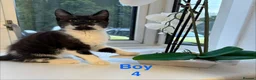 Mixed Breed cats for sale: Adorable kittens looking for a home - Advert 9