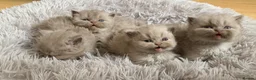 British Longhair cats for sale: GCCF kittens  - Advert 3