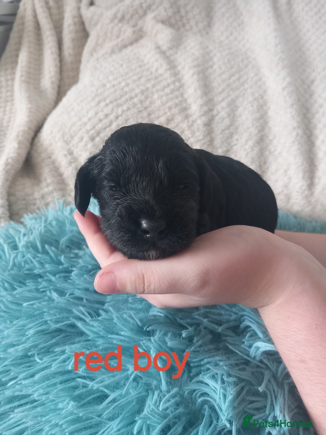 Cockapoo dogs for sale: Cockerpoo puppies  - Image 3