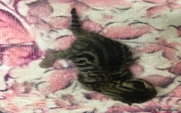 Bengal cats for sale: Now taking deposits for December and February  - Image 7