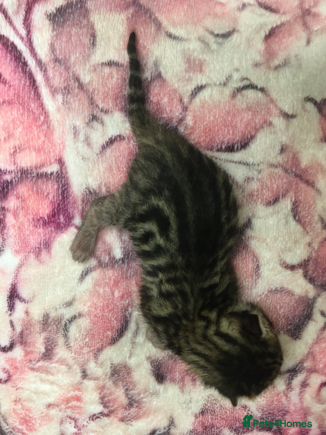 Bengal cats for sale: Now taking deposits for December and February  - Image 7