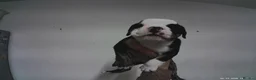 English Bulldog dogs for sale: English bulldogs ready to leave  in Milton Keynes - Advert 7