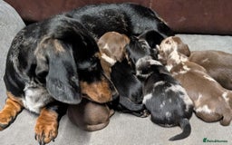 Miniature Dachshund dogs for sale: Quality KC/PRA clear Miniature Dachshund Puppies  - Image 10