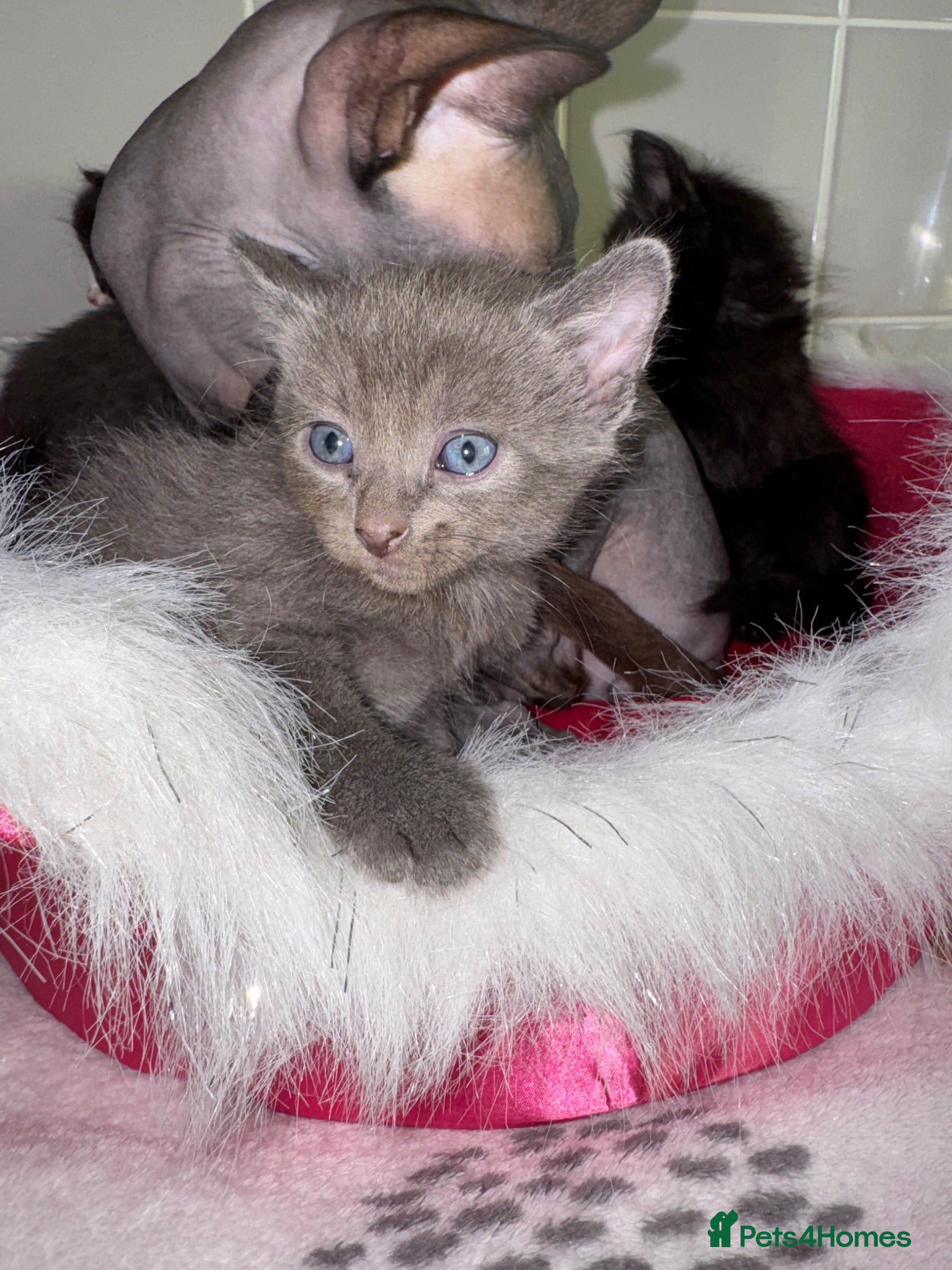 Sphynx cats Sphynx mix kittens  - Advert 3