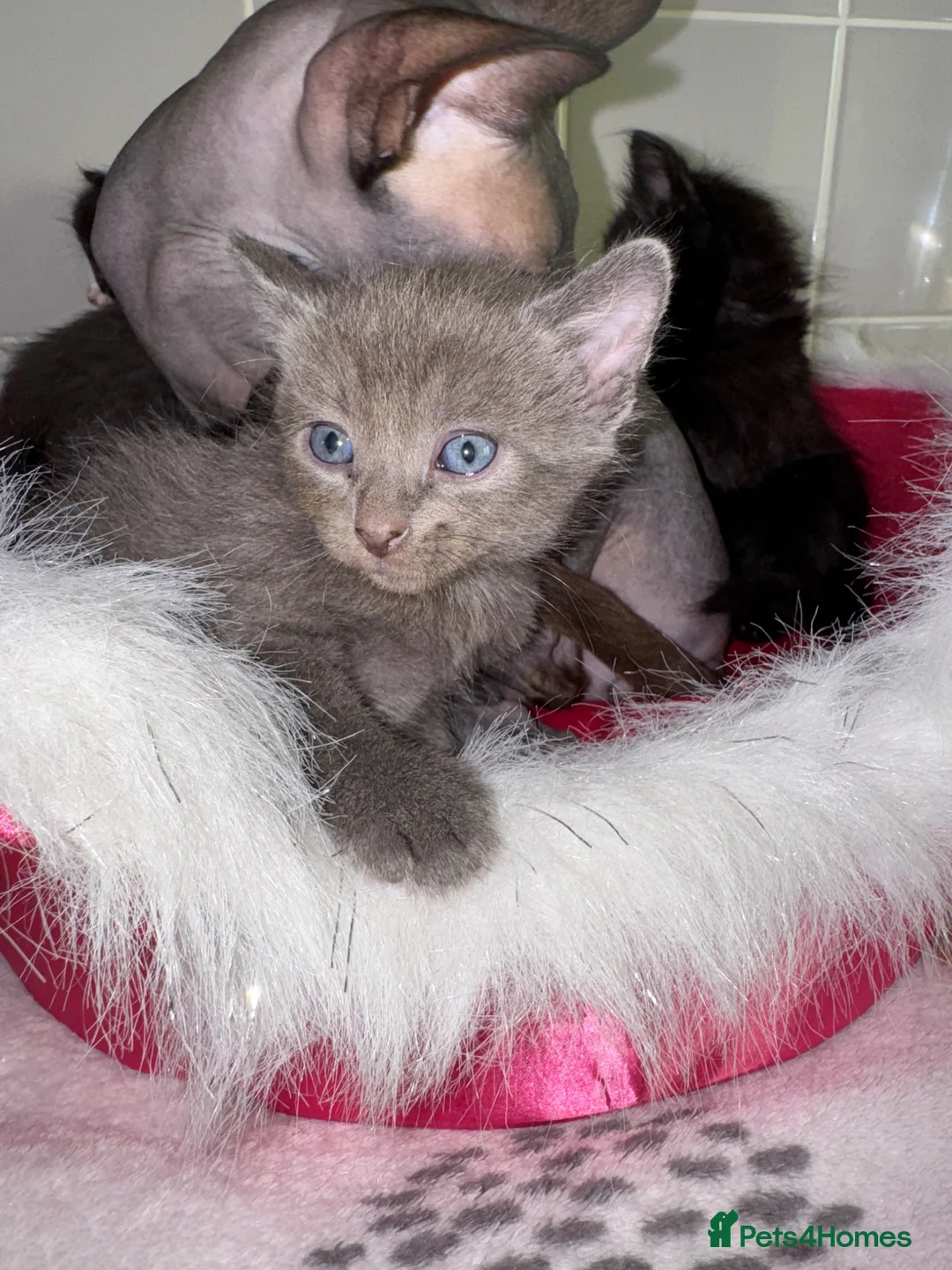 Sphynx cats for sale: Sphynx mix kittens  - Advert 1