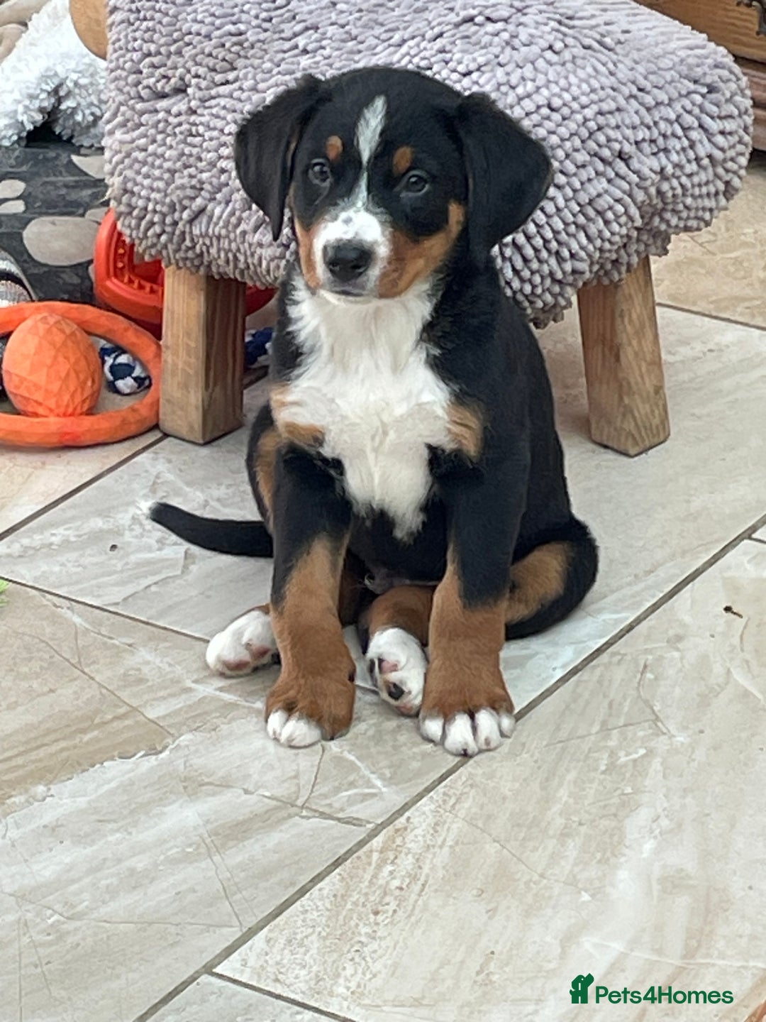 Bernese Mountain Dog dogs for sale: Boys and girls available.  - Image 4