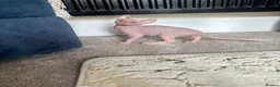 Sphynx cats for sale: *REDUCED* Canadian Sphynx kittens  - Advert 6