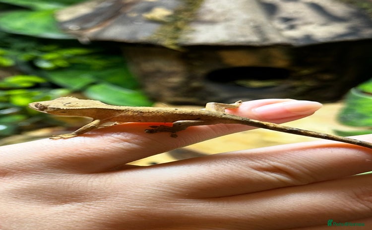 Gecko reptiles in Banbury - Advert 19