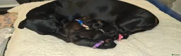 Dachshund dogs for sale: KC Standard Long Haired & Smooth Dachshund Puppies - Advert 3