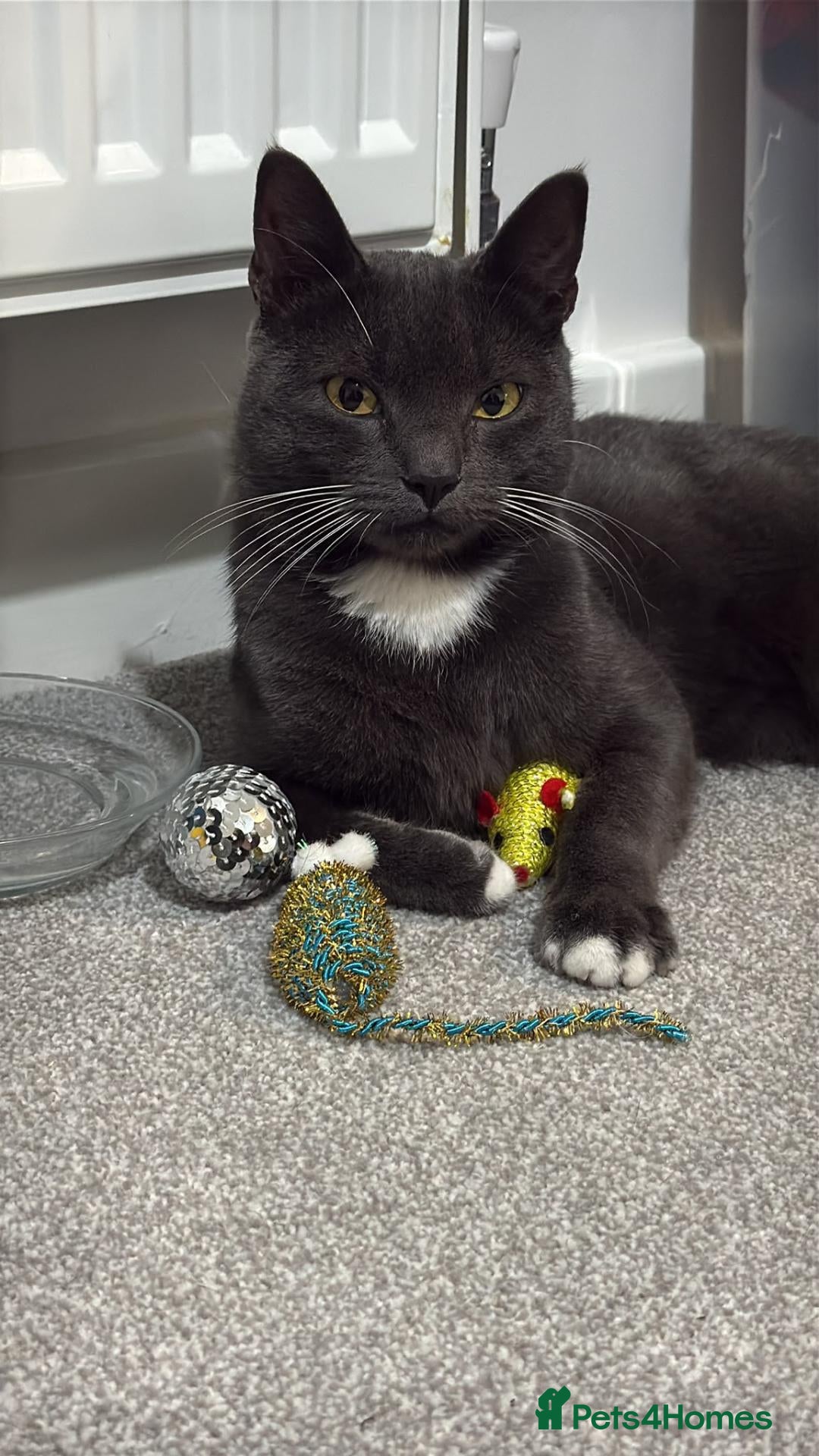 Mixed Breed cats 1 Year Old Male Cat for rehoming  - Advert 2