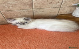 Ragdoll cats for sale: GCCF Registered Ragdoll*one left ready to go* - Image 1
