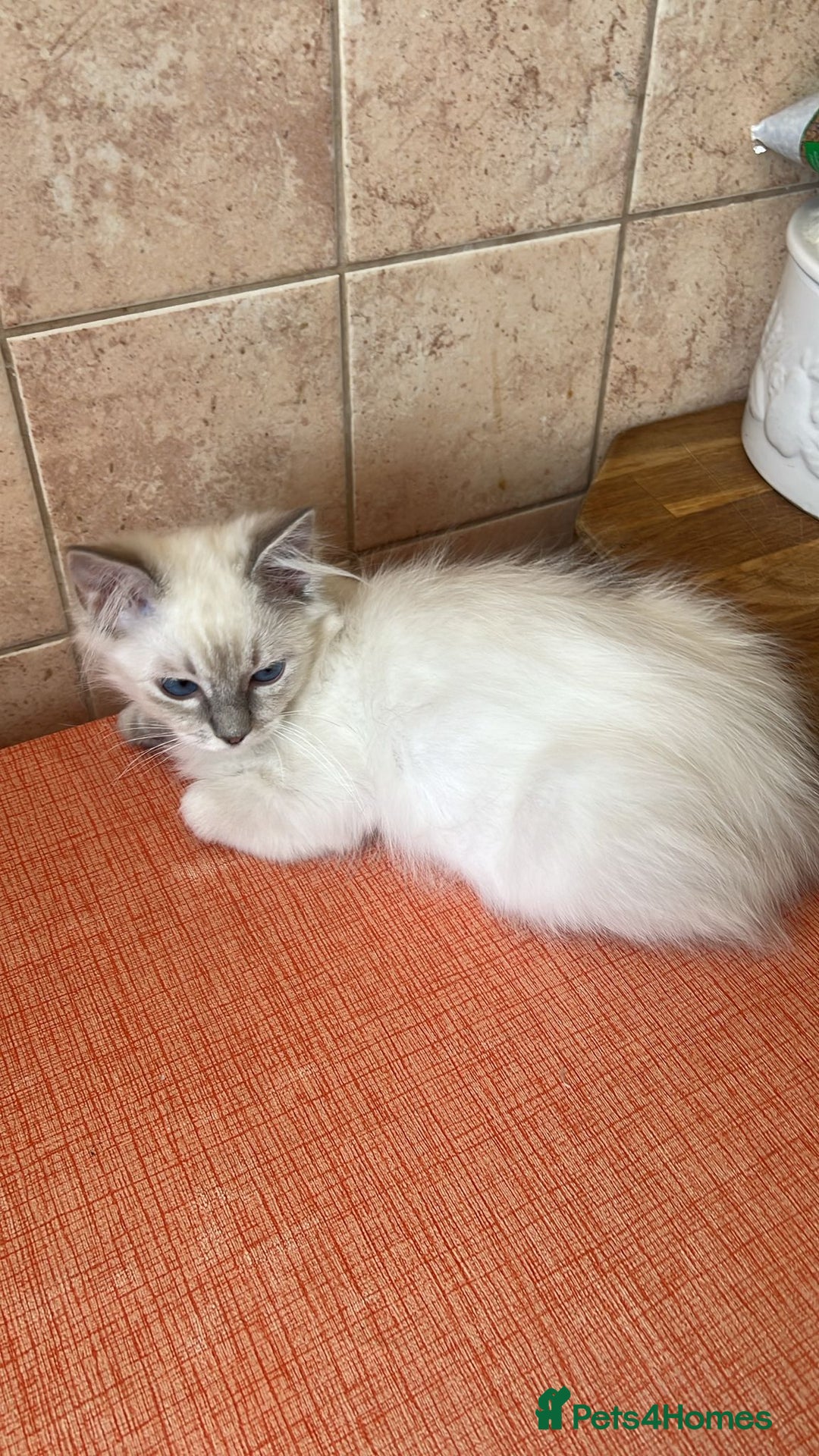 Ragdoll cats for sale: GCCF Registered Ragdoll*one left ready to go* - Image 1