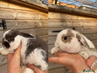 Mini Lop rabbits Male mini lops - Advert 14